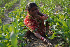 A farmer at work weeding in a maize field close to the Pusa site of the Borlaug Institute for South Asia (BISA), in the Indian state of Bihar.   BISA is a non-profit research institute dedicated to the improvement of food security and reduction of hunger in South Asia. It is a collaborative effort between the International Maize and Wheat Improvement Center (CIMMYT), The Indian Council for Agricultural Research (ICAR), and the Government of India. BISAs objective is to harness the latest technology in agriculture to improve farming productivity and sustainably meet the demands of the future. More than just a bricks-and-mortar institute, BISA is a commitment to the people of India. It is co-located in three Indian statesPunjab, Bihar, and Madhya Pradesheach of which contains varied agro-ecological zones, representing many of the environments of South Asia.  In Bihar, the current major constraints to maize production are low seed replacement rates, late sowing, and low levels of farm mechanization. Foliar blight disease is also a growing concern among Bihars farmers. Both hybrids and traditional maize varieties are grown throughout Bihar and maize productivity is currently 2.5 tons per hectare, higher than the national average of 1.9.   Areas of future development for BISA Pusa include the development of climate-resilient cultivars, innovative maize genotypes, diverse wheat cultivars, disease resistance, farmer information technologies, and new irrigation technologies. Initial trials have indicated that the implementation of zero tillage on 1.5 million hectares has the potential to increase soil moisture and enhance wheat production by 0.45 million tons. The promotion of quality protein maize to address malnutrition rates as well as long-term conservation agricultural trials is also a priority for the site.  For more about BISA, see: http://bisa.cimmyt.org/.   Photo credit: M. DeFreese/CIMMYT.